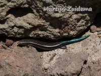Skinks [Scincidae]